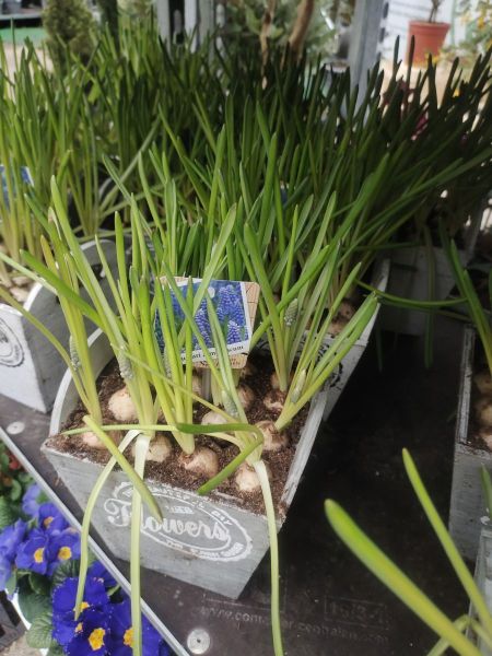 COMPO MUSCARI COMPO MUSCARI