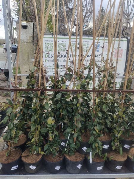 JASMIN ETOILE JASMIN ETOILE