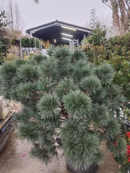 PIN SYLVESTRE NAIN PIN SYLVESTRE NAIN