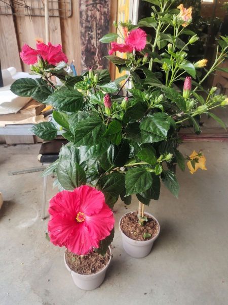 HIBISCUS SUR TIGE HIBISCUS SUR TIGE