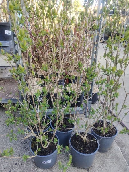 LONICERA DE TATARIE