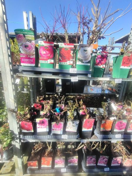 ROSIER BUISSON ROSIER BUISSON