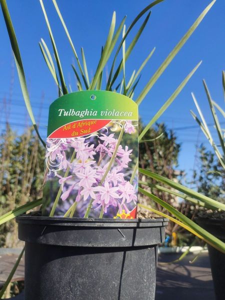 TULBAGHIA FLEUR D AIL - ANTI-MOUSTIQUE § TULBAGHIA FLEUR D AIL - ANTI-MOUSTIQUE §