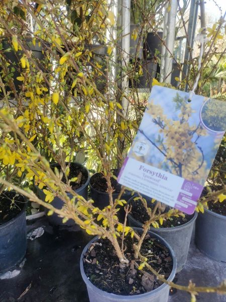 FORSYTHIA FORSYTHIA