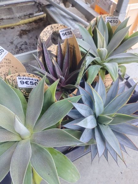 AGAVE OU MANGAVE AGAVE OU MANGAVE