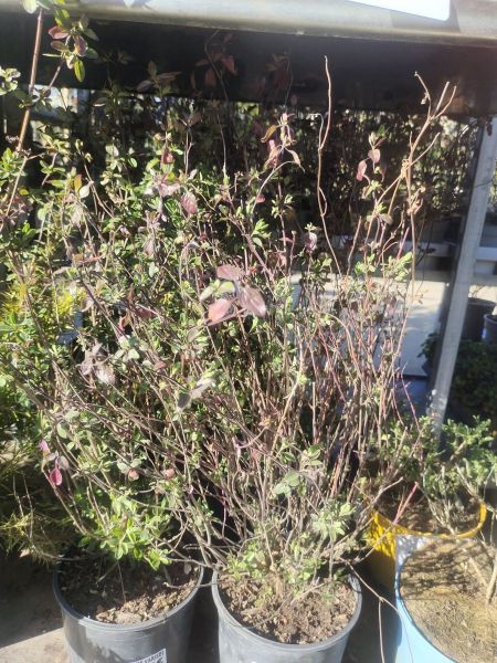 SAUGE A FLEURS SAUGE A FLEURS