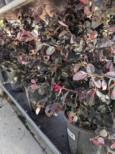 LOROPETALUM LOROPETALUM