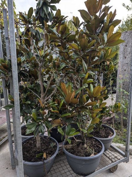 MAGNOLIA-GRANDIFLORA-GEM MAGNOLIA-GRANDIFLORA-GEM