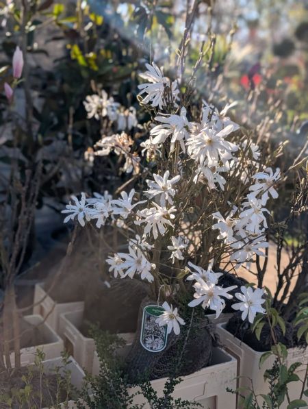 MAGNOLIA-STELLATA MAGNOLIA-STELLATA