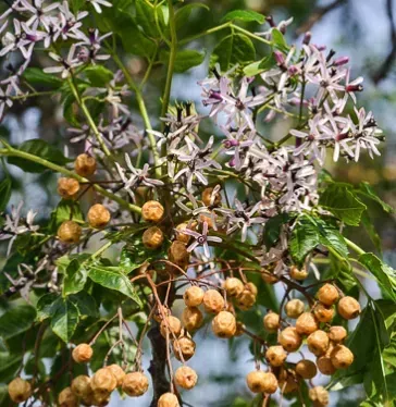 MARGOUSIER-LILAS-DE-PERSE-MELIA-AZEDERACH