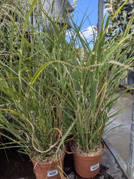 MISCANTHUS-SINENSIS-ZEBRINA MISCANTHUS-SINENSIS-ZEBRINA