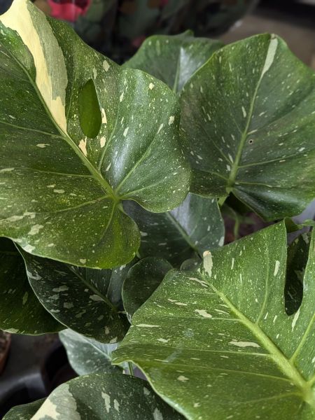 MONSTERA-DELICIOSA-THAI-CONSELATION-1 MONSTERA-DELICIOSA-THAI-CONSELATION-1