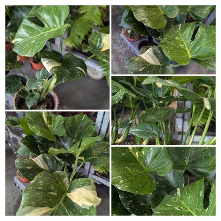 MONSTERA-DELICIOSA-THAI-CONSELATION-2 MONSTERA-DELICIOSA-THAI-CONSELATION-2