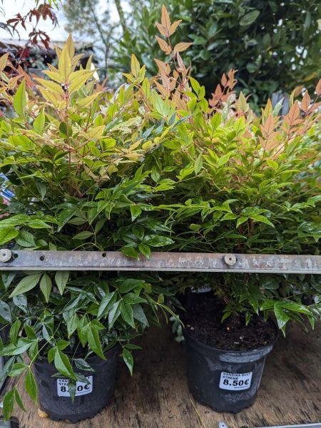 NANDINA-GULF-STREAM