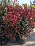 PHOTINIA CARRÉ ROUGE
