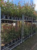 PHOTINIA-DIVERSES-TAILLES