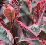 PHOTINIA LOUISE MCLARLOU