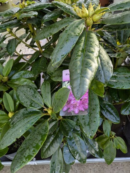 RHODODENDRON