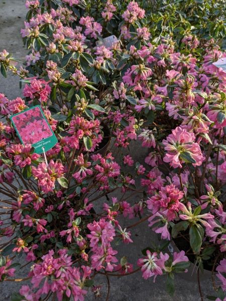 AZALEA JAPONICA EXTRA AZALEA JAPONICA EXTRA