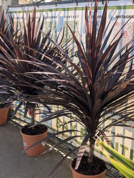 CORDYLINE EXTRA