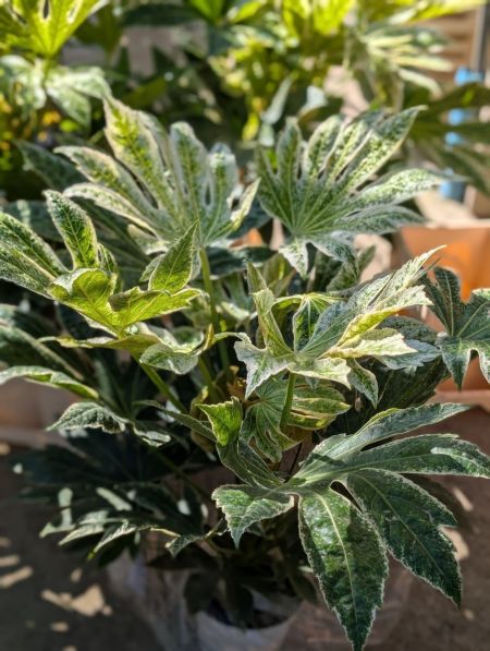 FATSIA JAPONICA PANACHÉ