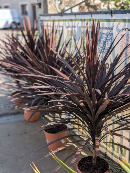 CORDYLINE EXTRA CORDYLINE EXTRA