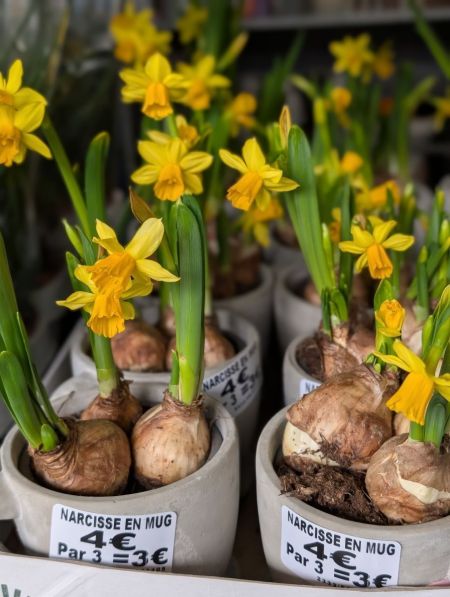 NARCISSE EN POT "MUG" NARCISSE EN POT "MUG"