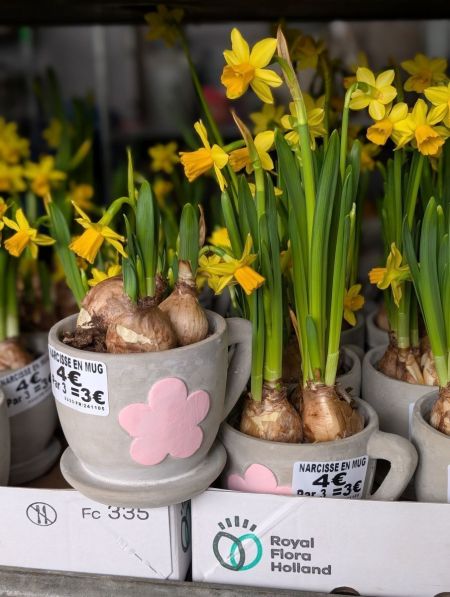NARCISSE EN POT "MUG" NARCISSE EN POT "MUG"