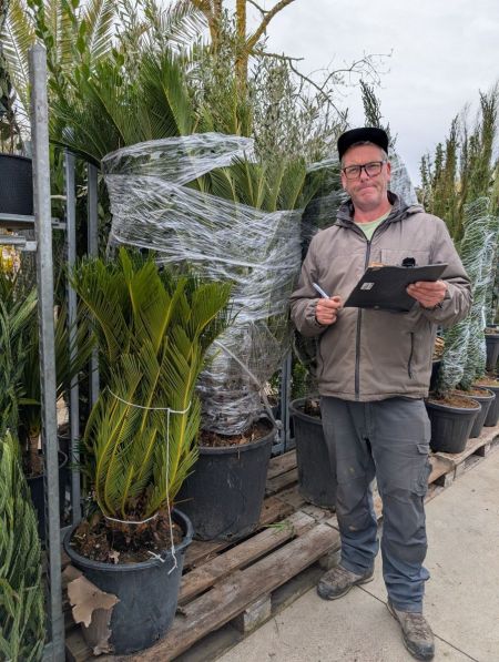 CYCAS REVOLUTA EXXXXTRA CYCAS REVOLUTA EXXXXTRA