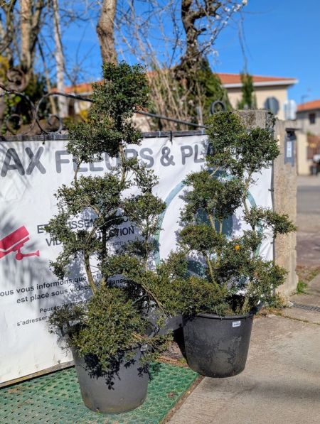 Ilex Crenata