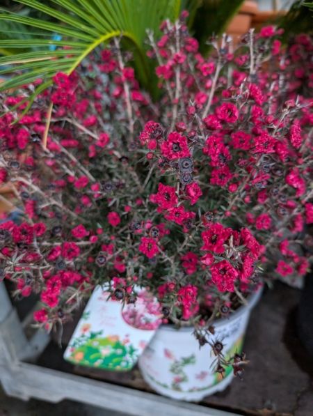 Tea Tree - Leptospermum