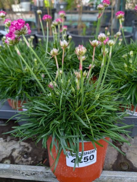Gazon Espagnol - Armeria