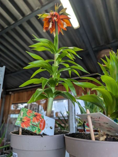 FRITILAIRE