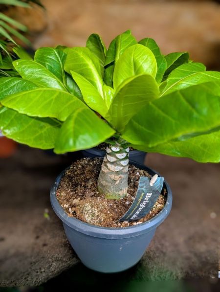 Brighamia insignis - Palmier d