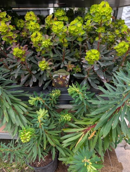 Euphorbe chariacas