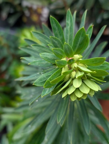 EUPHORBE CHARIACAS
