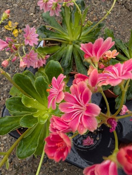 LEWISIA LEWISIA