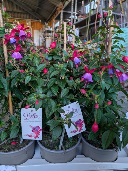 FUSHIA