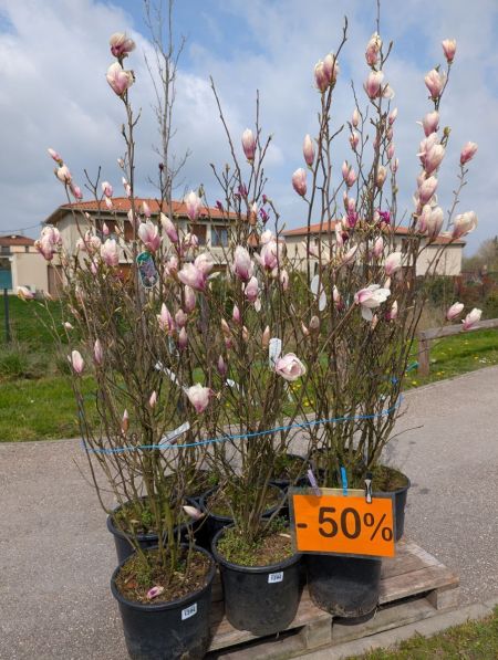 Magnolia Tulipier