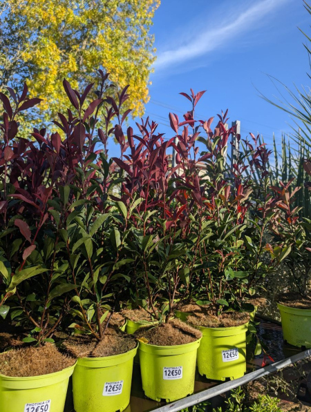PHOTINIA CARRE ROUGE 12€50 par 10 et plus 9€50