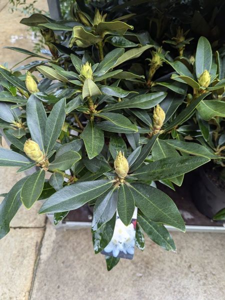 RHODODENDRON-3 RHODODENDRON-3