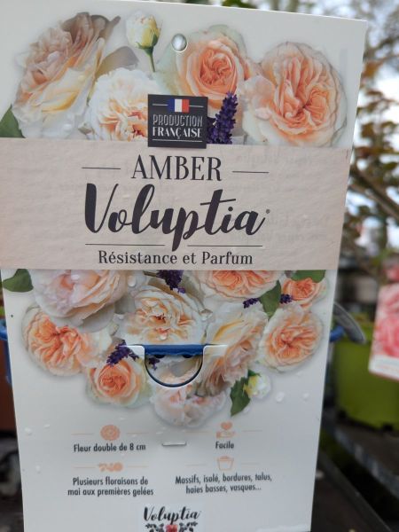 ROSIER-AMBER VOLUPTIA ROSIER-AMBER VOLUPTIA