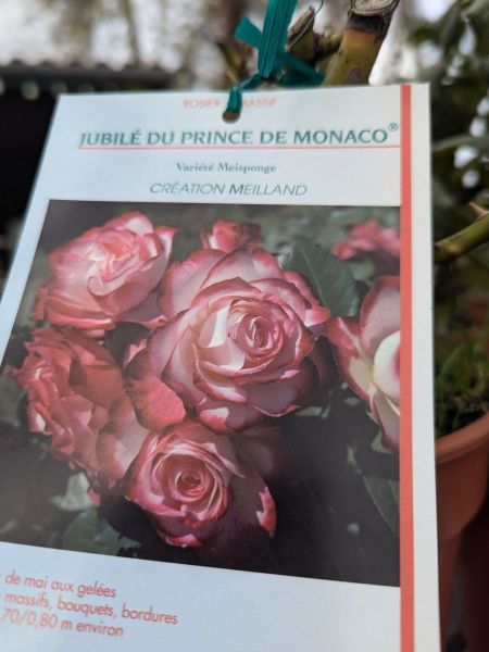 ROSIER-JUBILE DU PRINCE DE MONACO ROSIER-JUBILE DU PRINCE DE MONACO