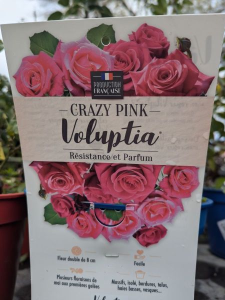 ROSIER-CRAZY PINK ROSIER-CRAZY PINK