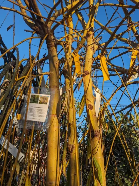 SAULE-PLEUREUR SAULE-PLEUREUR