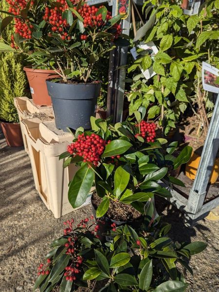 SKIMMIA-2 SKIMMIA-2