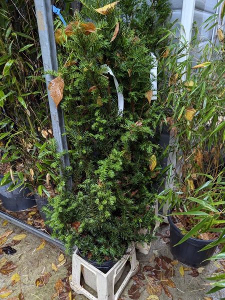 TAXUS-BACCATA