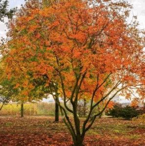 Feuillage doré du Koelreuteria paniculata en automne, arbre lumineux apportant chaleur et couleur dans les jardins de Toulouse.