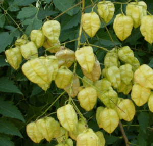 Fruits en forme de lanternes rosées du Savonnier de Chine, arbre ornemental original et décoratif cultivé dans les jardins du sud.