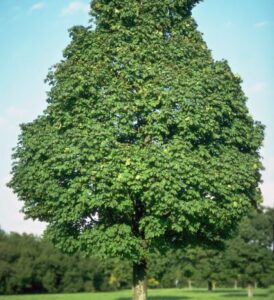 acer platanoide majesteux grand arbre au feuillage vert intense